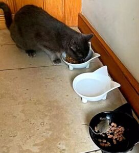 Gatto fa amicizia con un topolino