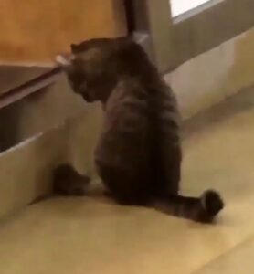 Gatto fa amicizia con il nemico storico (VIDEO)
