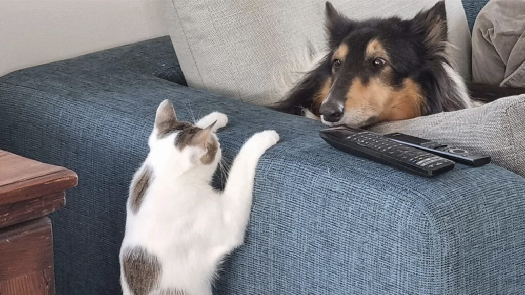 gatto dispettoso fa scherzo a cane