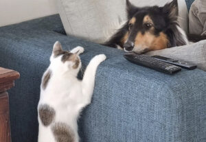 Gatto fa scherzo a cane, un agguato da dietro il divano