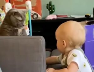 Il gatto grigio viene messo a dura prova da un bimbo invadente (VIDEO)