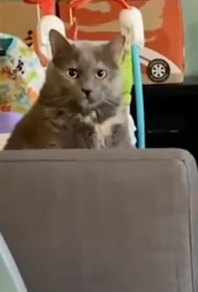gatto grigio