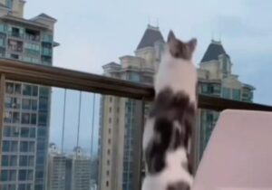 Il gattino salta oltre il davanzale del balcone per lanciarsi nel vuoto. Tutti gli spettatori sono rimasti senza parole (VIDEO)