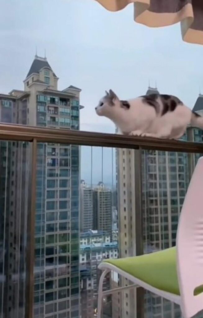 gatto salta dal balcone