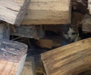 Gatto si nasconde in una catasta di legna