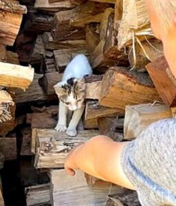 Gattino trovato tra le legna: è adozione (VIDEO)