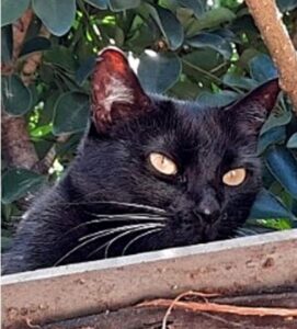 un gatto nero di nome Miumiu