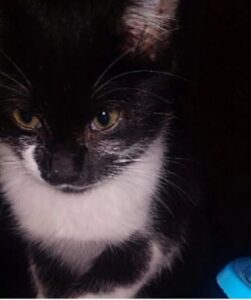Gatto malato non viene curato: è polemica
