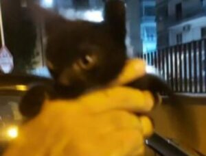 Gattino bloccato nello spartitraffico
