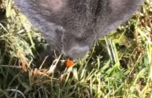 Il gatto nero viene infastidito da una coccinella: la sua espressione è tutta da ridere (VIDEO)