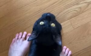 Il gatto nero fa il finto tonto quando il padrone scopre quello che ha fatto (VIDEO)