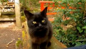 Un gatto nero protegge il santuario dagli estranei; questo però si fida di un uomo (VIDEO)