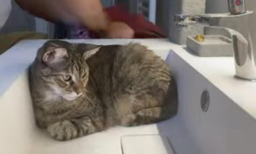 gatto non ha paura dell'acqua