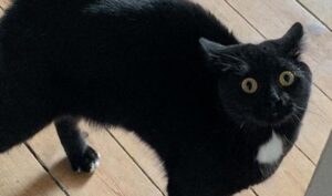 Il gattino ha paura del suono delle pernacchie e scappa via terrorizzato ogni volta (VIDEO)