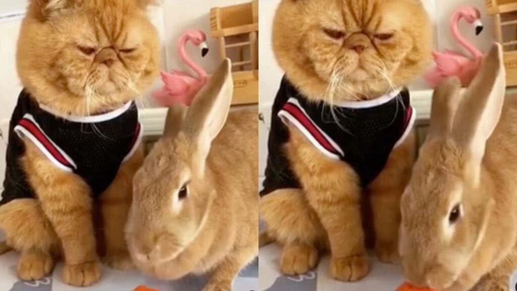 gatto persiano guarda il coniglio