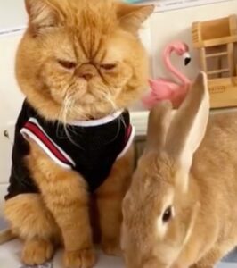 gatto persiano e coniglio dello stesso colore