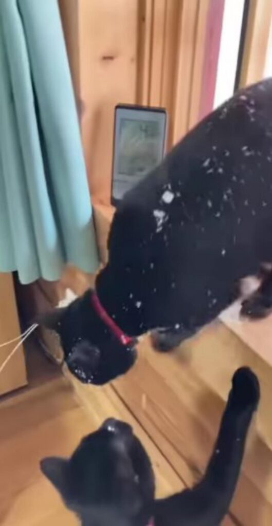 gatto rientra dopo nevicata