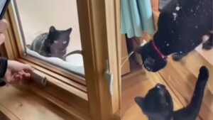 Il gatto rimane fuori durante una grande nevicata, al suo rientro l’amico felino è preoccupato (VIDEO)