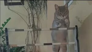 Il gatto sfoggia tutta la sua atleticità dimostrandosi un campione di salto ostacoli (VIDEO)