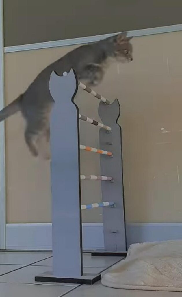 gatto salto ostacoli