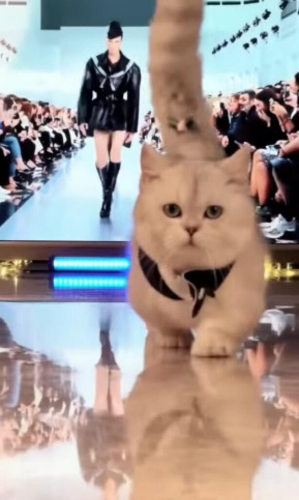 gatto sfila come modelli