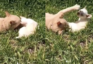 Gatto si rotola nel prato con l’amico cane (VIDEO)