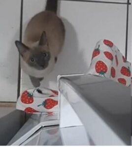 gatto apre il frigorifero