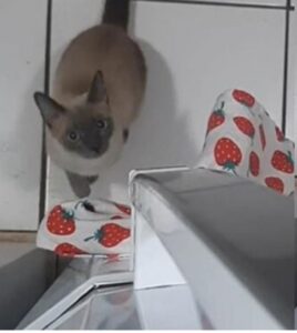 Gatto impara ad aprire il frigorifero (VIDEO)