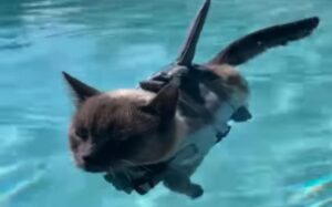 Il gattino terrorizza i bagnanti della piscina travestendosi da squalo (VIDEO)
