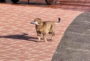 Il gatto tigrato girovaga per le strade con un pesce in bocca (VIDEO)