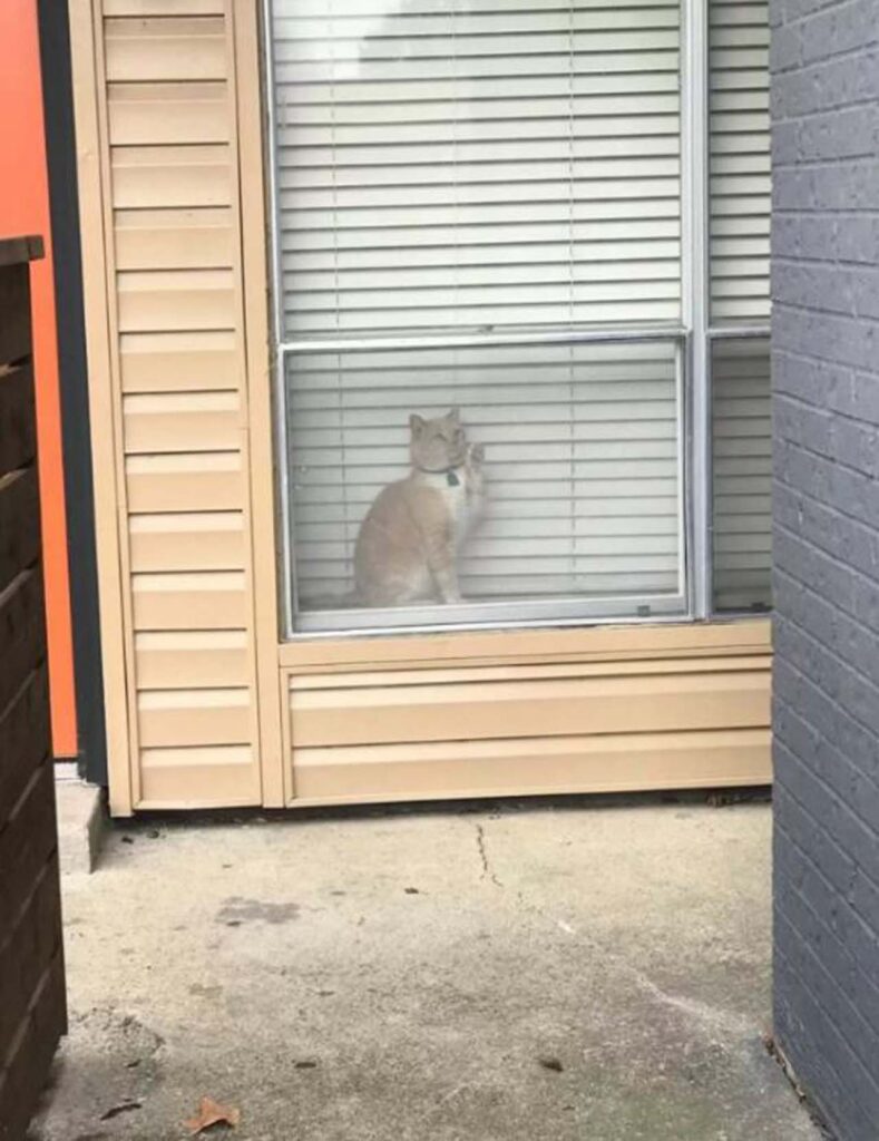 gatto visita appartamenti