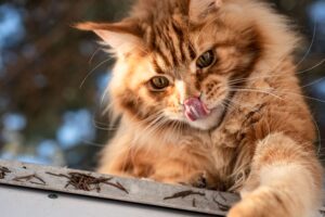 5 giocattoli a forma di animale per il gatto Maine Coon che ama divertirsi