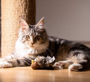 5 giocattoli per il divertimento del gatto Maine Coon, uno più bello dell’altro!