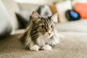 5 giochi interattivi per gatto Maine Coon, per stimolare la sua fantasia