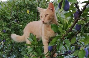 Giuliano di Roma, si offre ricompensa per il salvataggio di Ganesha, un gatto di 2 anni scomparso da un mese