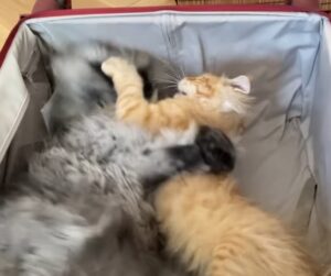 grosso gatto litiga con fratello