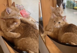 inseparabili gatti rossi si coccolano