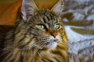 5 lettiere bellissime (e grandi) per il gatto Maine Coon adulto