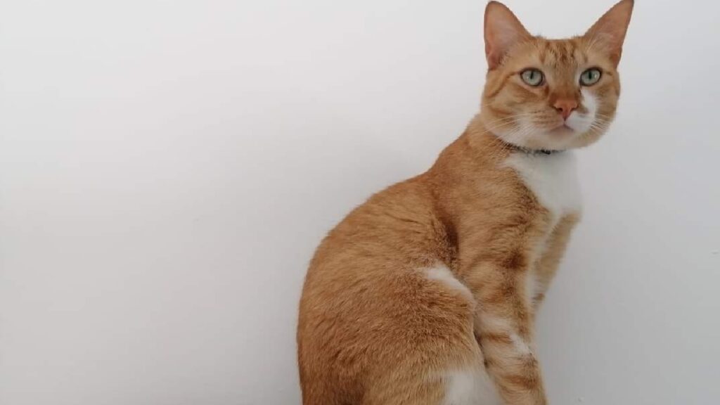 gatto rosso occhi verdi