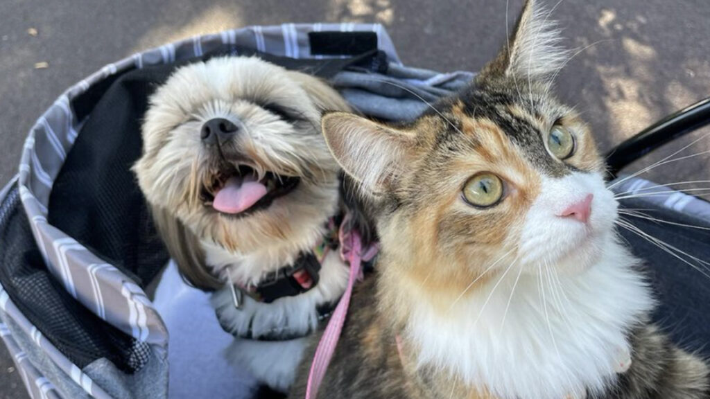 mel gatta tricolore nel passeggino con cane