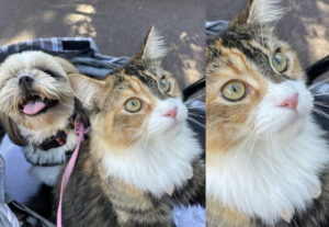 Mel, la gatta tricolore che va in giro nel passeggino