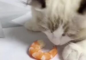 Il micio bianco sogna di svegliarsi con una prelibatezza davanti, ma è tutto vero (VIDEO)