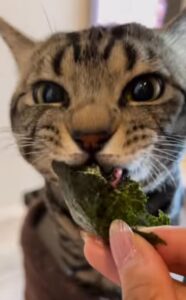 Il gattino ha un cibo preferito molto particolare. Adora mangiare le alghe nori