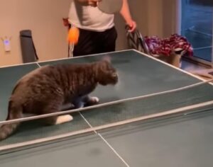 Il micio tigrato si trova nel mezzo di una partita di pingpong e non sa cosa fare (VIDEO)