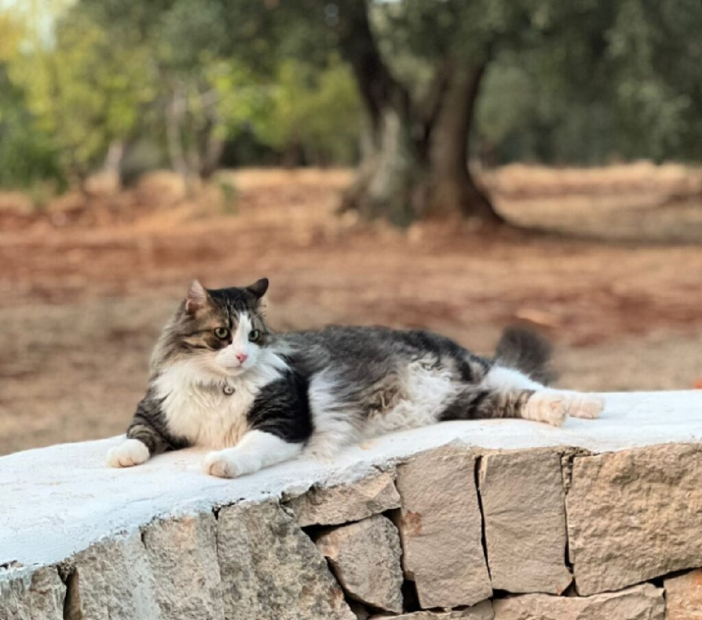 gatto sul muretto