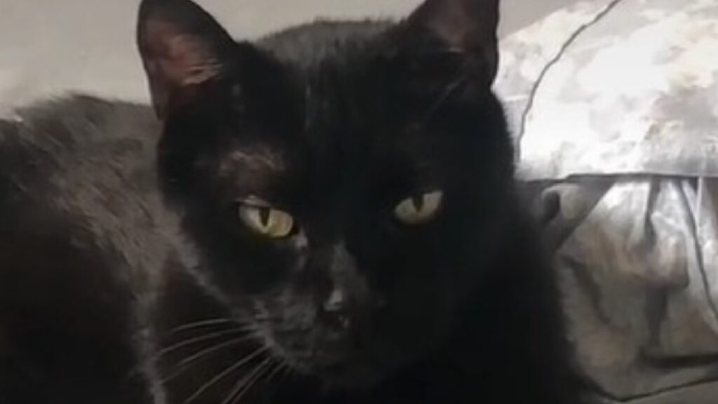 clio gatta pelo nero