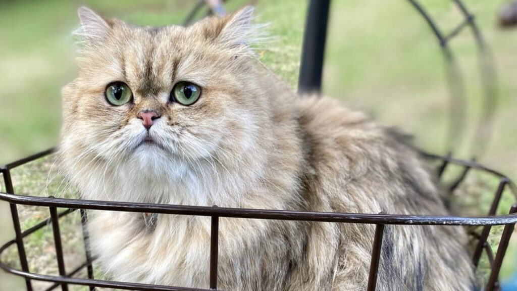 persiano e cane inseparabili all'aperto