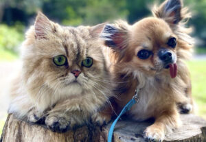 persiano e cane inseparabili al parco