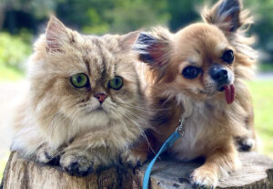 Persiano e cane inseparabili, vanno a spasso al parco