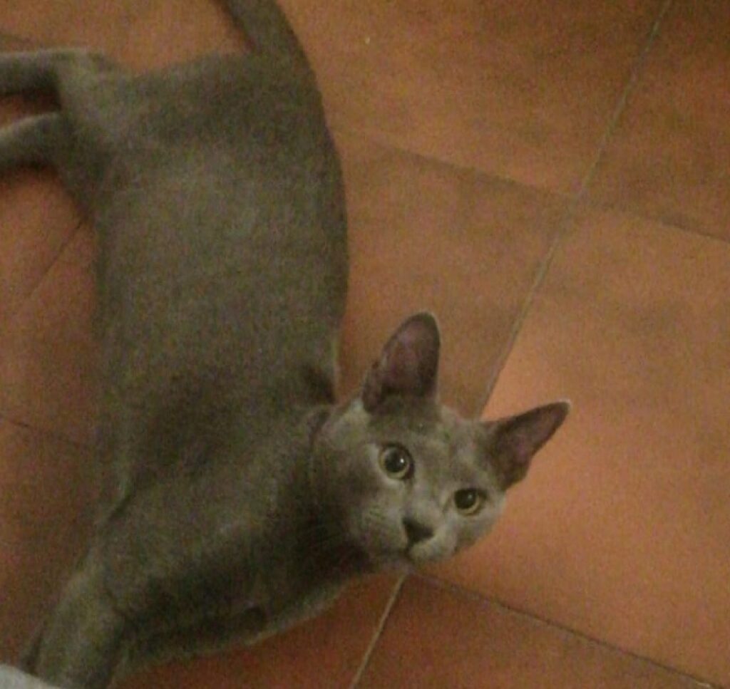 gatto pelo grigio opaco